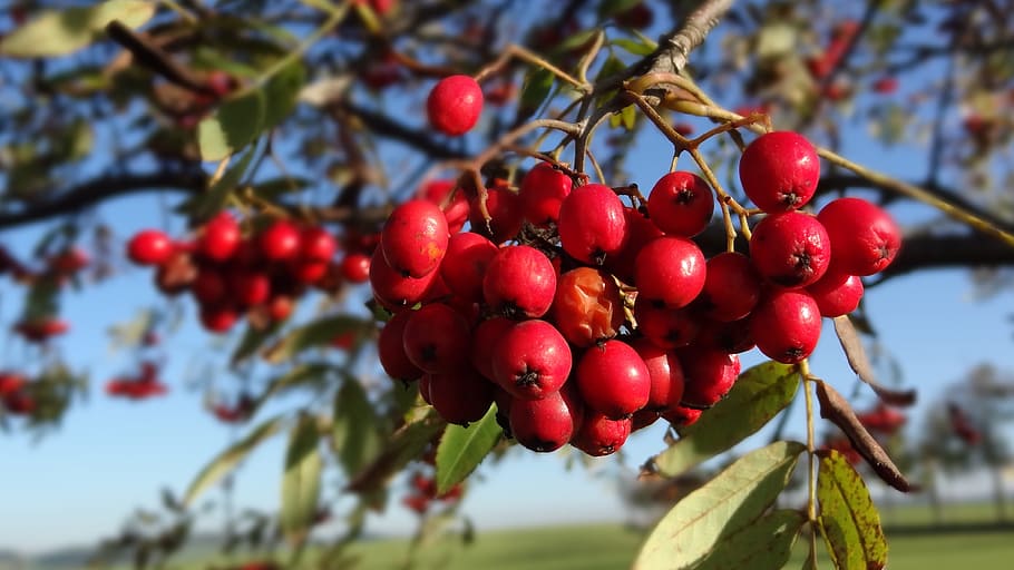 rowan, tree, red, fruity, food and drink, healthy eating, focus on foreground HD wallpaper