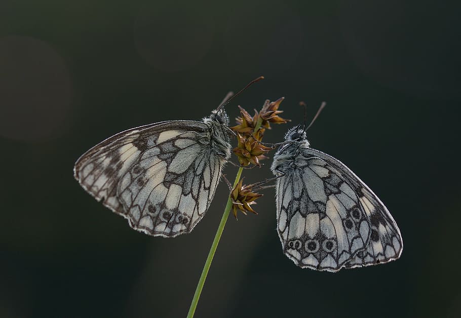 closeup photography of two gray butterflies, chess board, butterfly HD wallpaper