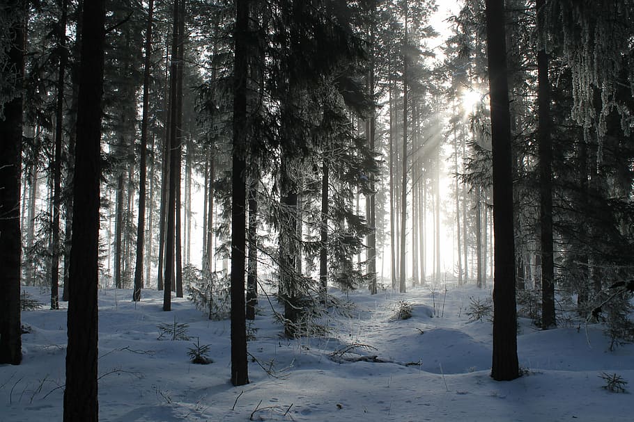 landscape photo of forest during winter, woods, trees, woody, HD wallpaper