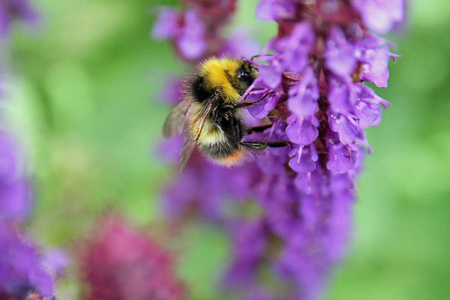 nature, single theme aperture, bee, flowers, flowering plant HD wallpaper