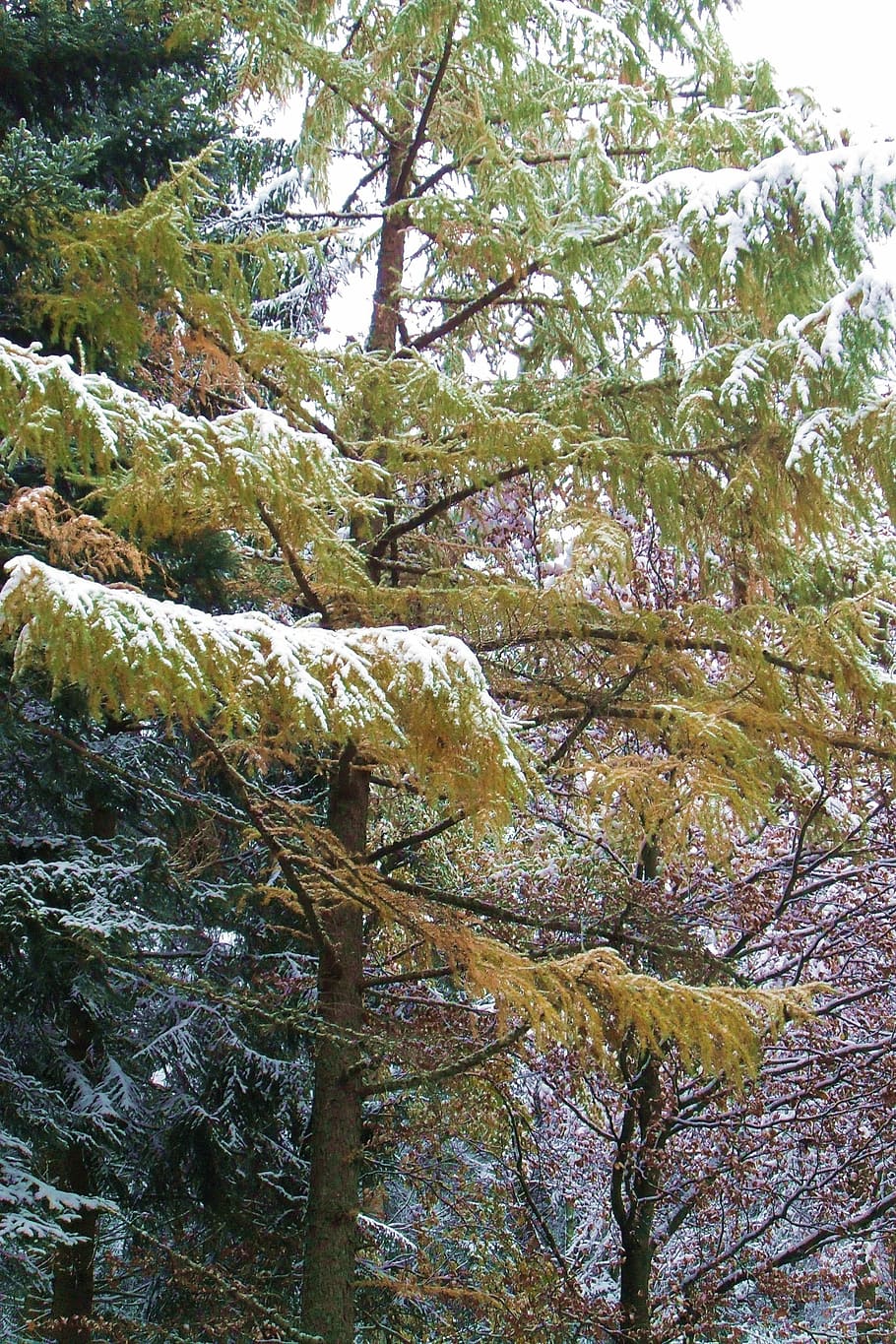 larch, snow, winter, tree, wintry, snowy, conifer, winter mood HD wallpaper