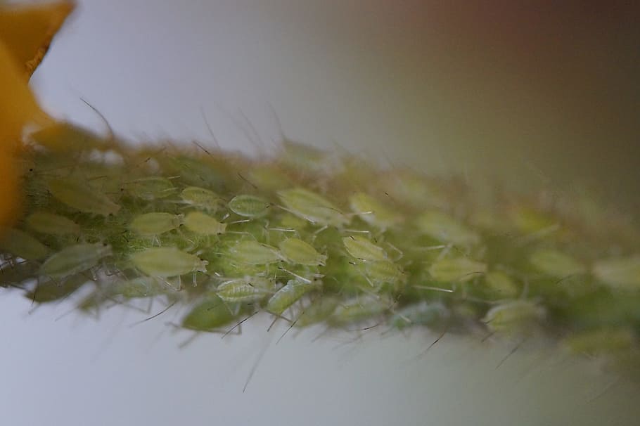 pests, lice, aphids, vermin, branch, infestation, lice infestation HD wallpaper