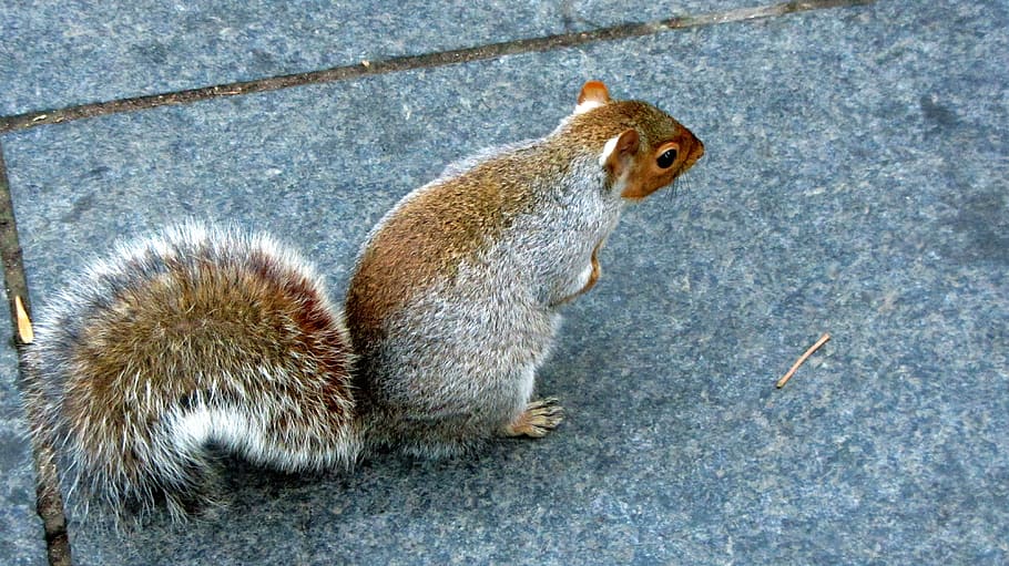 Sciurus Carolinensis, Grey Squirrel, rodent, cute, nager, animal HD wallpaper