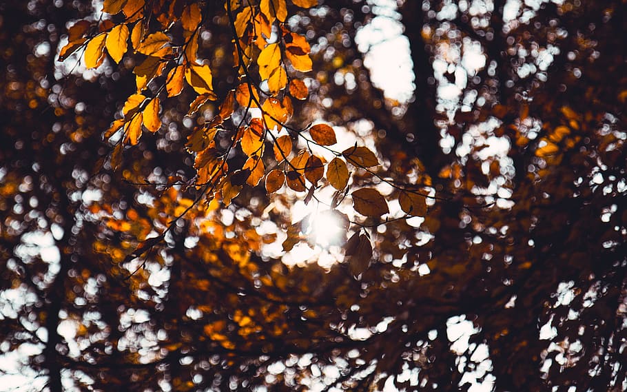 tree, leaves, plants, nature, sunlight, sunshine, sunny, autumn HD wallpaper