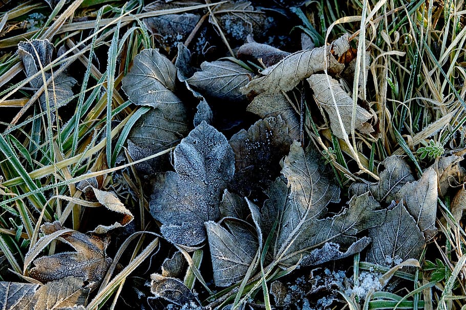 frost, hoarfrost, leaves, winter, cold, ripe, frozen, plant HD wallpaper