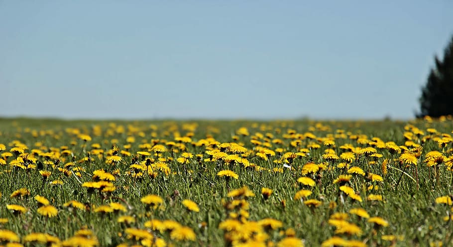 shallow focus photo of yellow flowers, dandelion, meadow, dandelion meadow