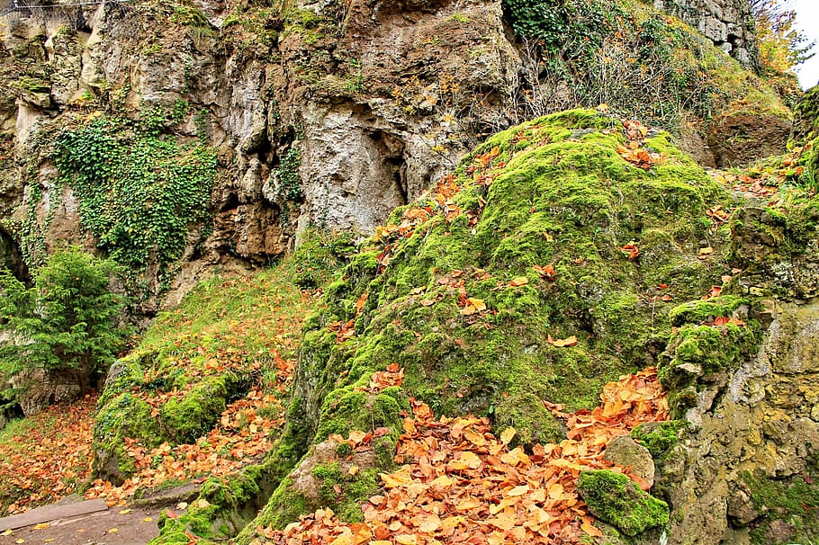 forest, rock, moss, hiking, autumn, emerge, nature, golden HD wallpaper