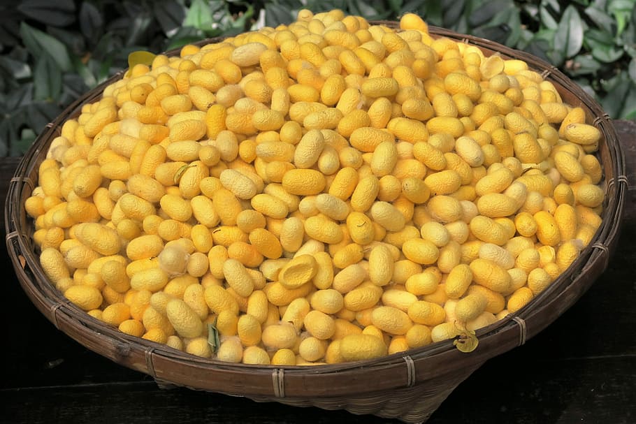 Silk Worms, Cocoon, Thread, silk thread, food and drink, yellow HD wallpaper