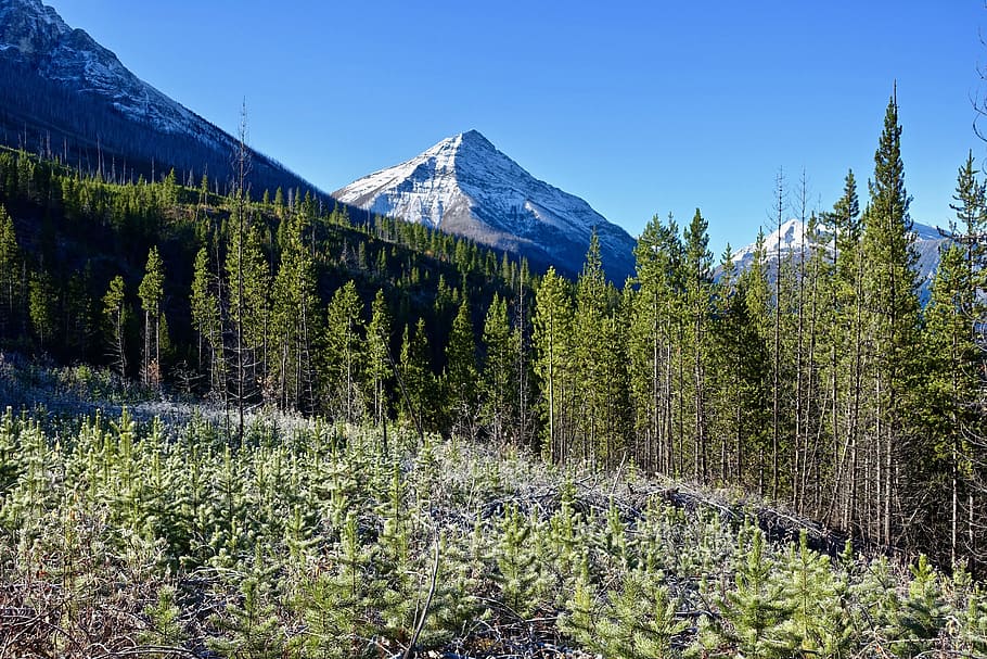 Forest, Peak, Landscape, regrowth, nature, mountain, scenic HD wallpaper