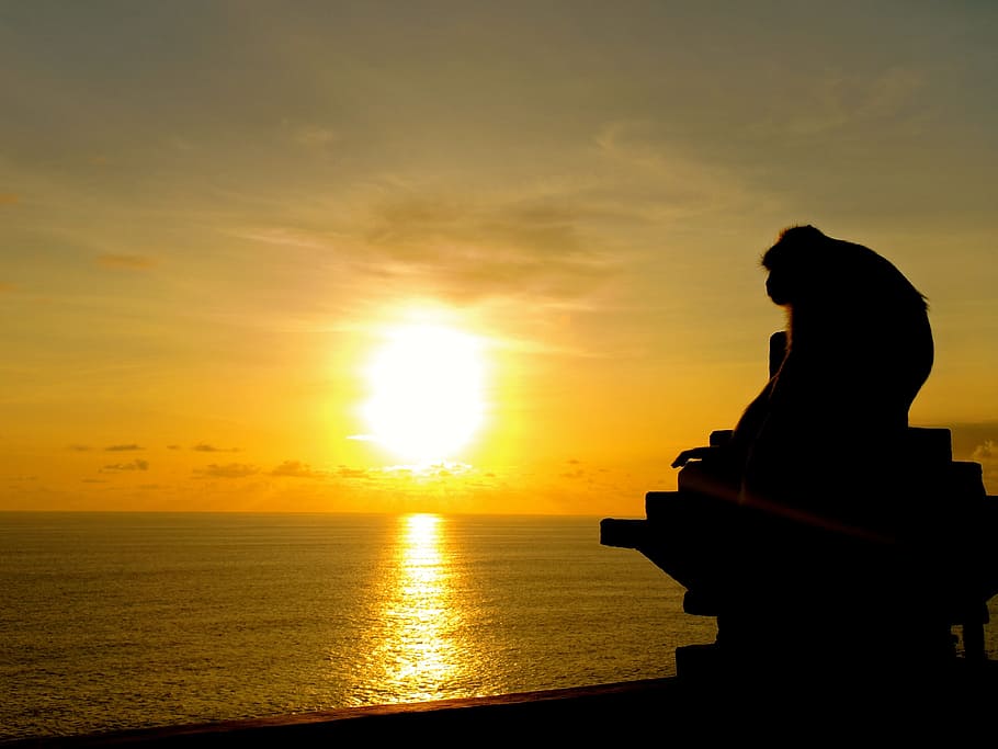Sunset, Monkey, Ape, Bali, Ocean, Sea, water, reflection, animal HD wallpaper