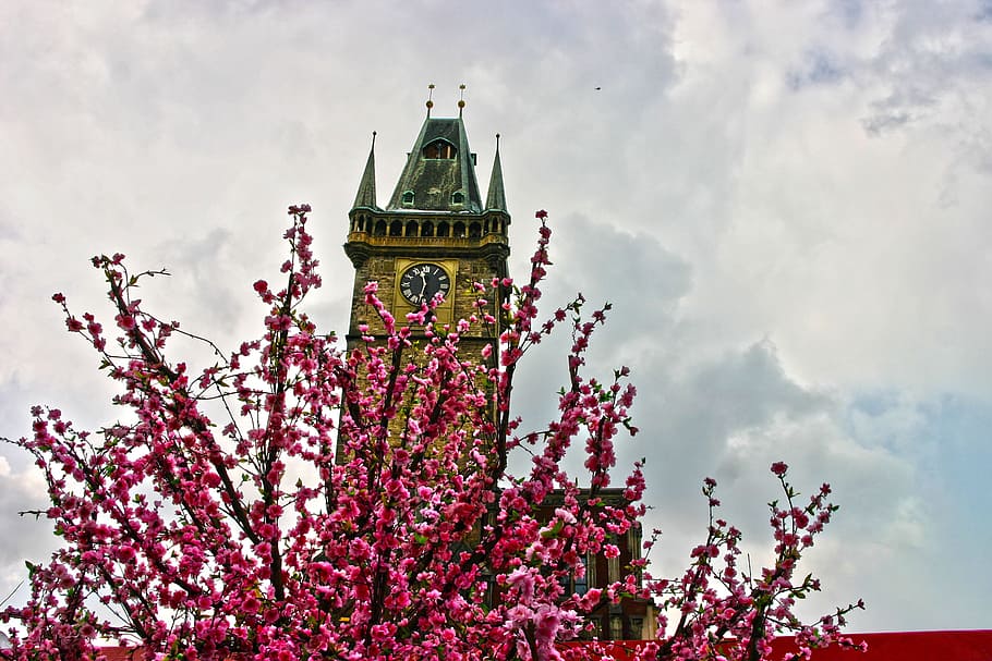 blossoms, flowers, red, tree, branches, profusion, colour, clock tower HD wallpaper