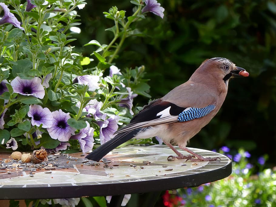 brown and black bird standing on slate top table near flowers HD wallpaper