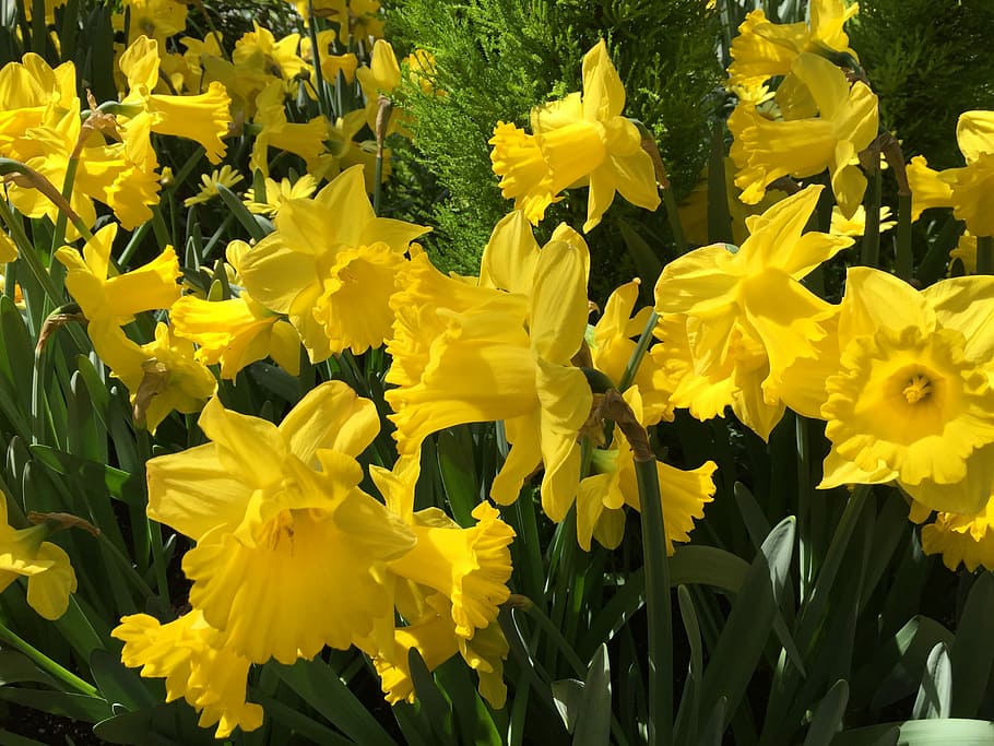Daffodils, Spring, Flowers, yellow, plant, petal, blossom, flowering plant HD wallpaper