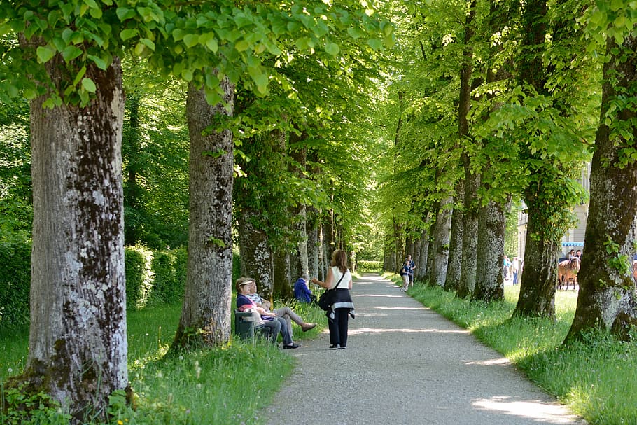 tree lined avenue, human, trees, leaf roof, away, romantic HD wallpaper