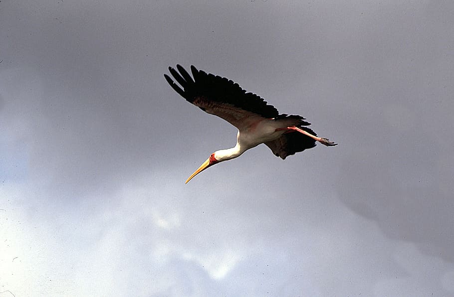 heron, heron in flight, bird, flying, animal themes, animal wildlife HD wallpaper