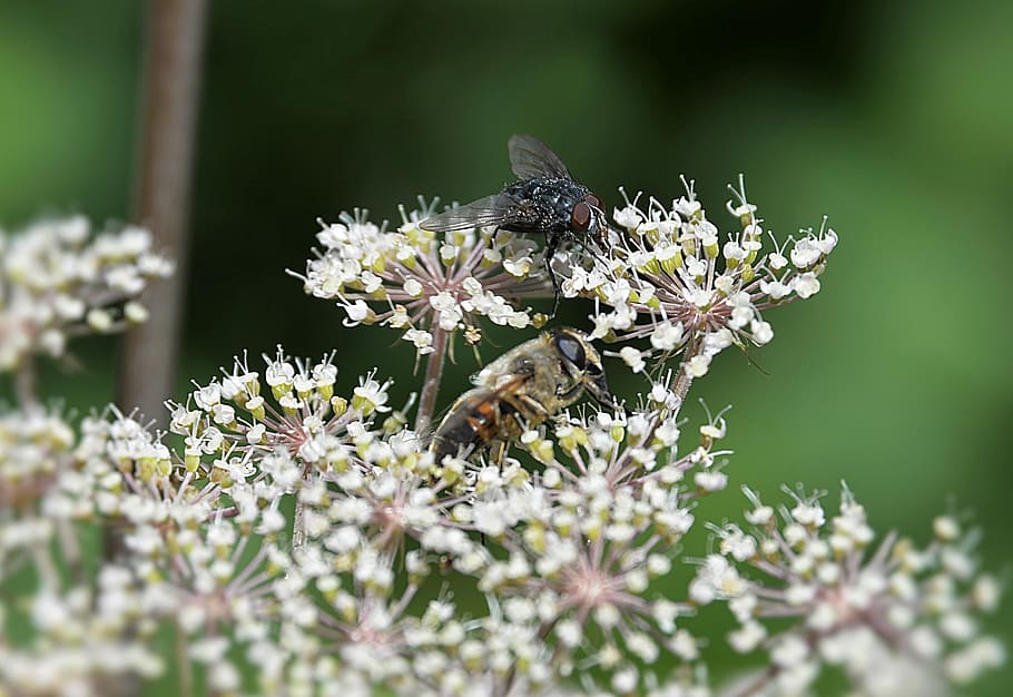 fly, arrow cross, bee, forest, wild flower, insect, animal themes HD wallpaper