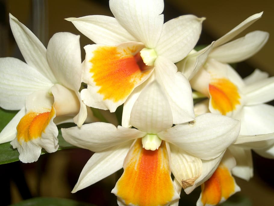 orchid, flower, bright, violet, flora, growth, decoration, bud HD wallpaper