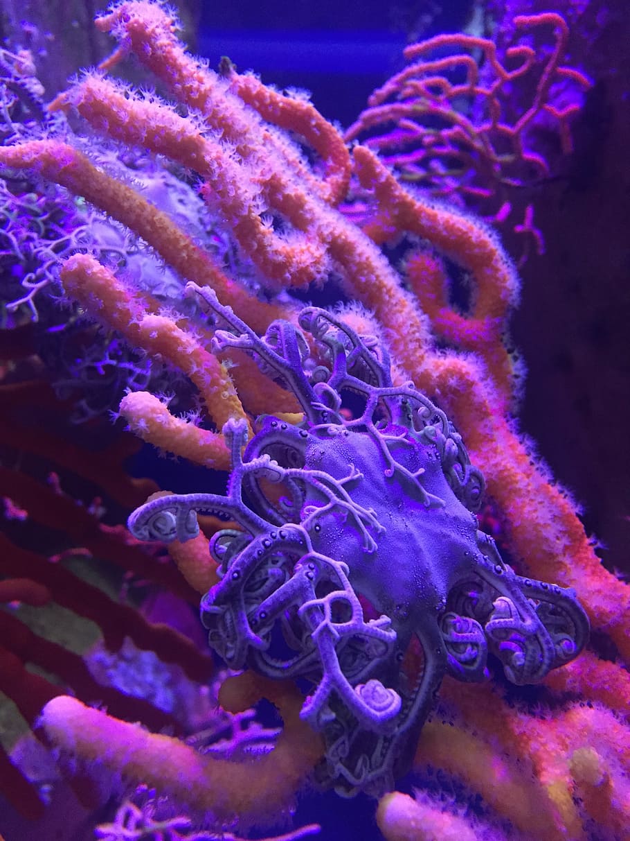 pink and purple corals, ocean, aquarium, underwater, marine, blue, HD wallpaper