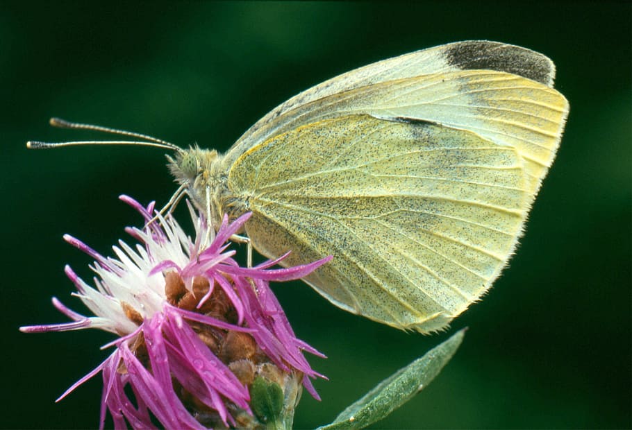 white, butterfly, knapweed, plant, flower, beauty in nature HD wallpaper