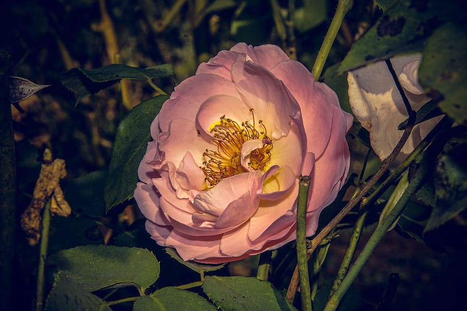 rose, blossom, bloom, close, rosaceae, velvet, flower stalk HD wallpaper