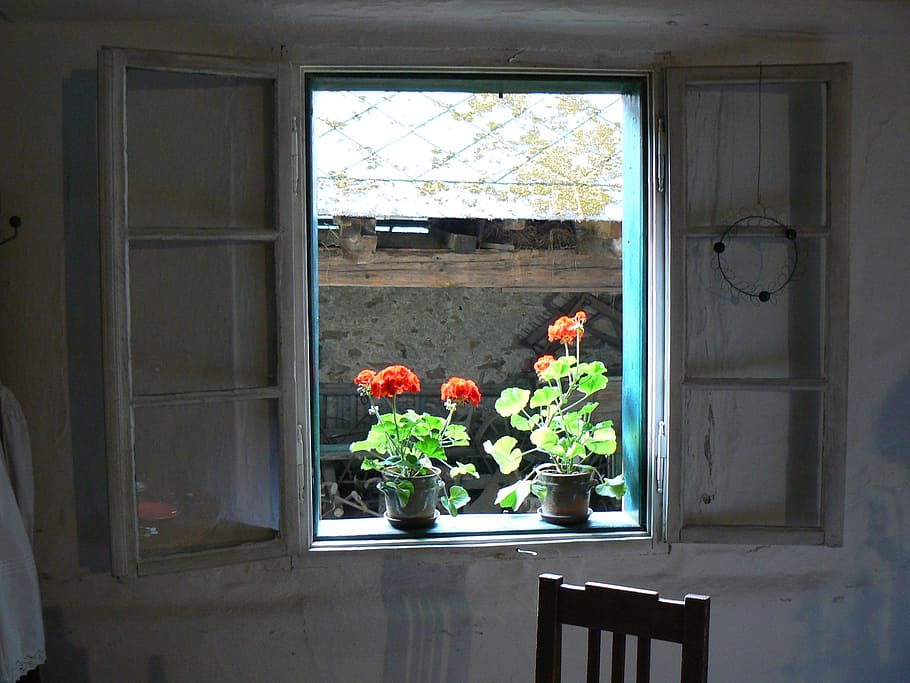 window, flower, red, plant, growth, flowering plant, architecture HD wallpaper