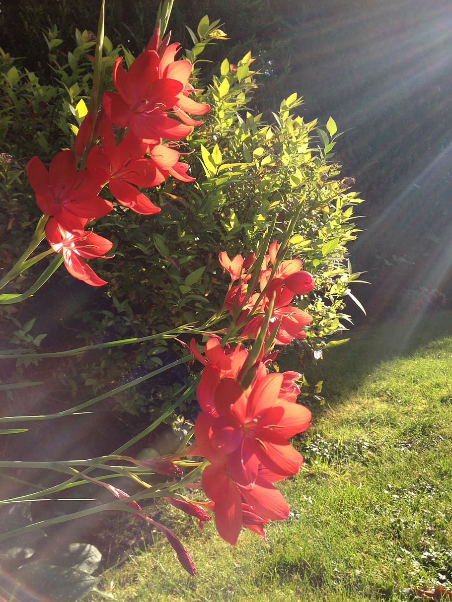sun, flowers, nature, red, plant, flowering plant, beauty in nature HD wallpaper