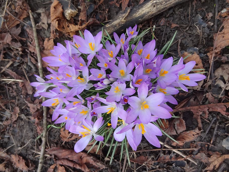 crocuses, spring, bloom, blooms, flowers, purple, flowering plant HD wallpaper