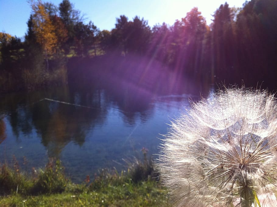 Dandelion, Sun Rays, Nature, Pond, outdoors, plant, summer HD wallpaper