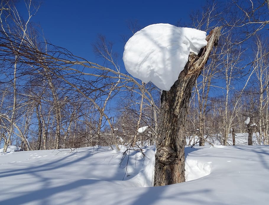 forest, snowdrift, snow cap, tree, birch, winter, coldly, nature HD wallpaper