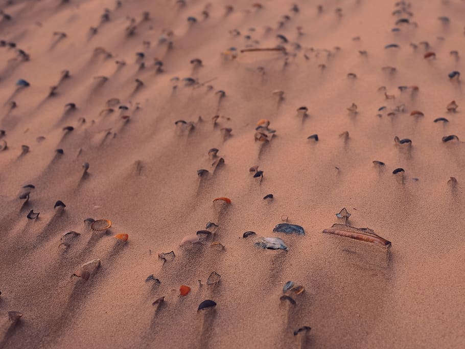 shell, sand, sea, seashell, beach sand, land, desert, high angle view HD wallpaper