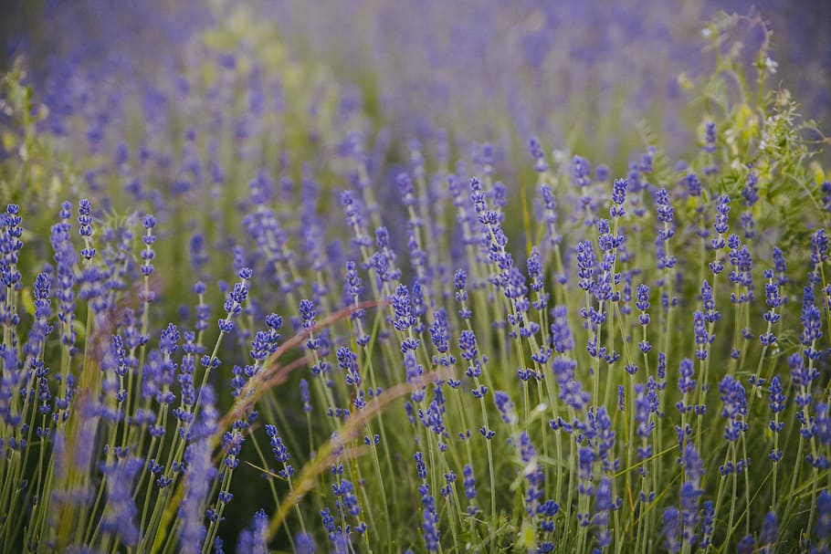 selective focus photography of purple petaled flower, blue lavenders closeup photography at daytime HD wallpaper