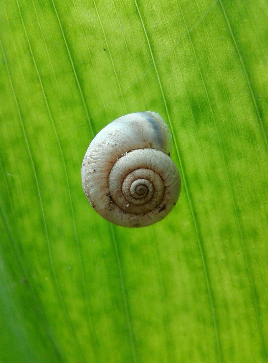 snail, foliage, green, plants, dawn, nature, spiral, shell HD wallpaper