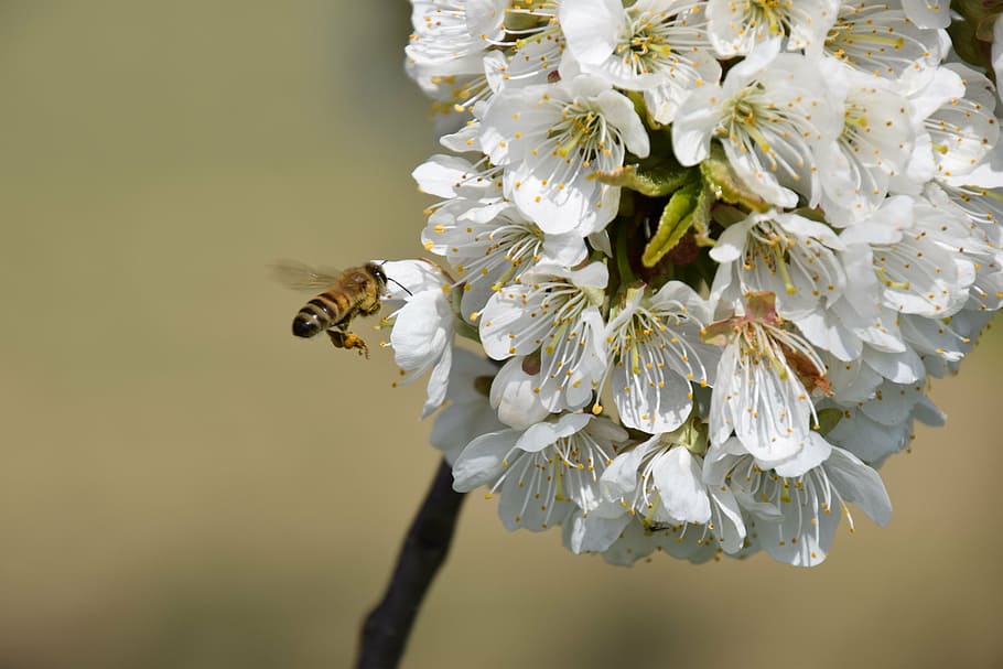 cherry blossom, bee, pollination, flowers, close, spring, insect HD wallpaper