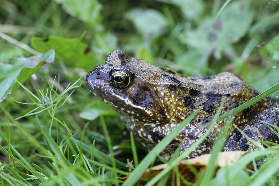 frog, high, toad, amphibians, close up, animal, animals in the wild HD wallpaper