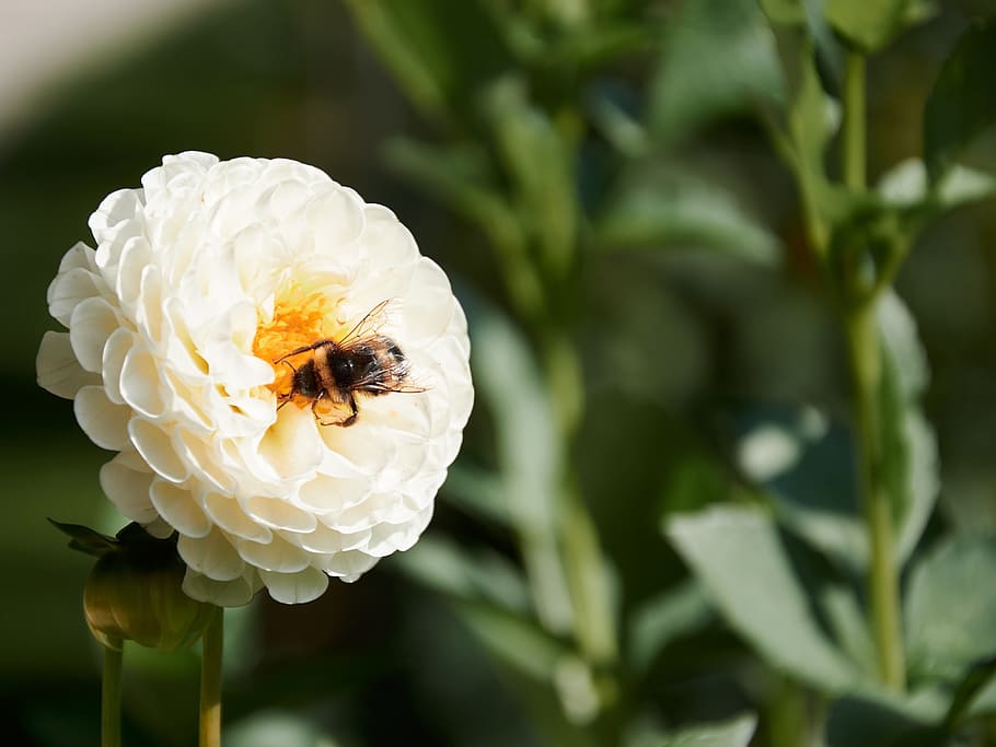 flower, white, petal, bloom, garden, plant, nature, bee, flowering plant HD wallpaper