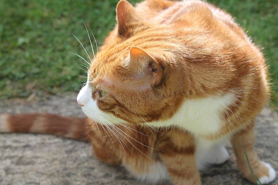 ginger cat, smelling, sniffing, feline, animals, pet, one animal HD wallpaper