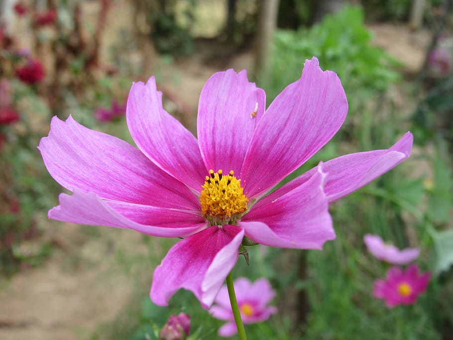 Flower, Nature, Spring, Garden, Garden, Plant, flowers, petal HD wallpaper