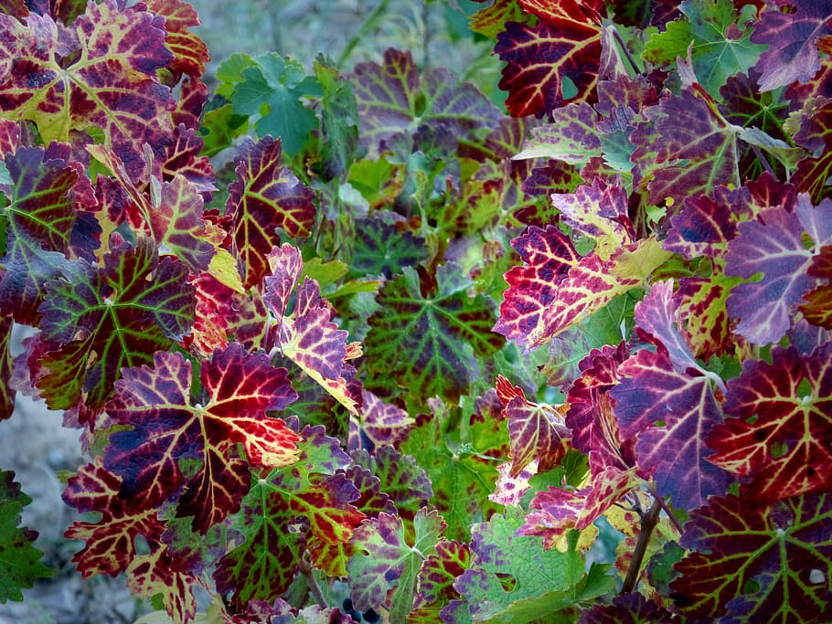Vine, Leaves, Vineyard, vine leaves, red, autumn, leaf, plant, HD wallpaper