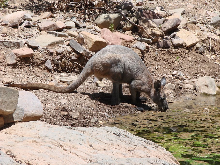australia, kangaroo, water, animal themes, mammal, solid, rock HD wallpaper
