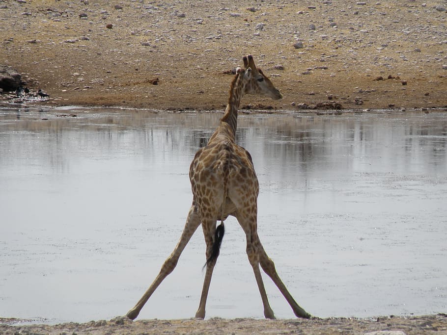 giraffe, namibia, travel, animals in the wild, animal themes HD wallpaper