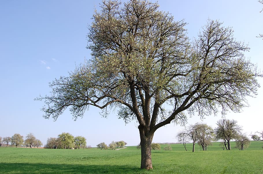 Pear, Fruit Tree, Nature, Trees, landscape, meadow, orchard HD wallpaper