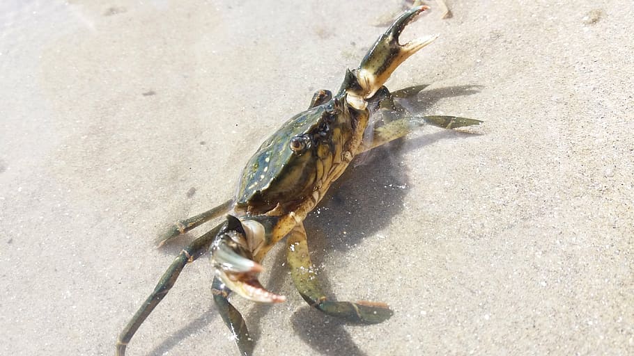 crab, mediterranean, beach, animal wildlife, animal themes HD wallpaper