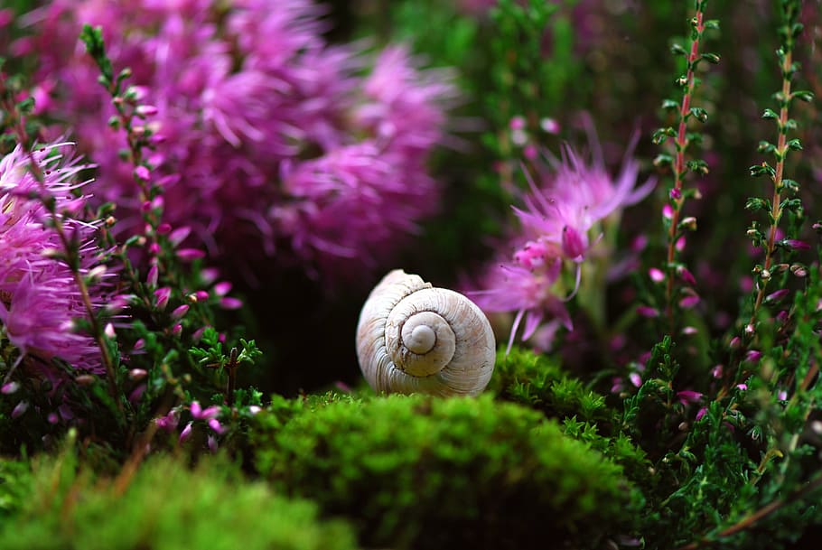 close up photography of garden snail with cluster petaled flowers HD wallpaper