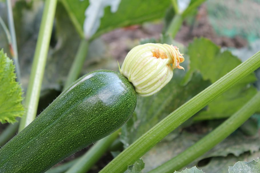 zucchini, blossom, bloom, zucchini flower, vegetables, green color