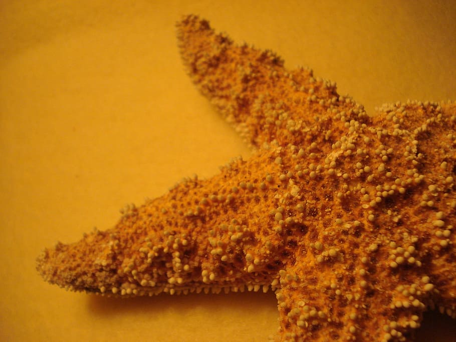 starfish, orange, close, studio shot, indoors, colored background HD wallpaper