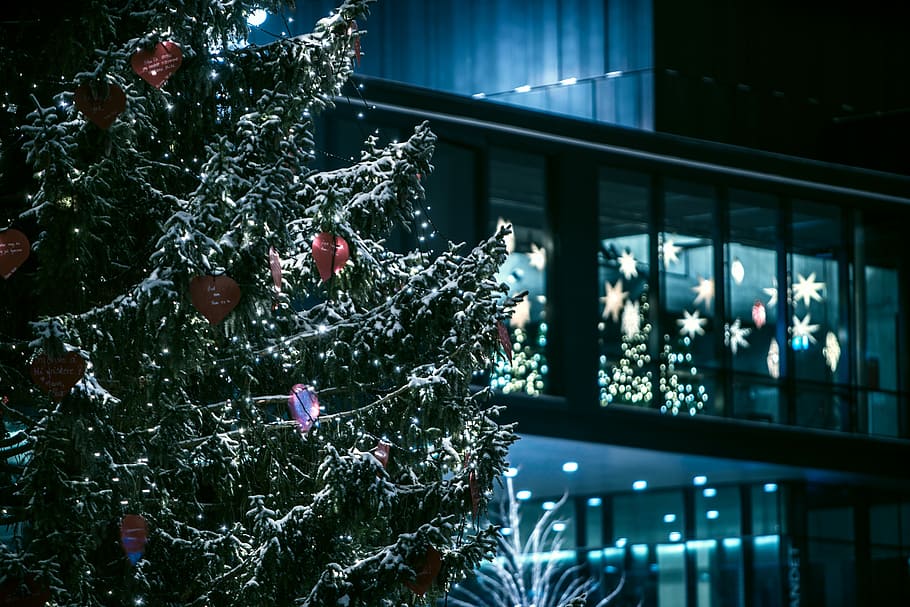 black house near trees at nighttime, green Christmas tree with baubles near window HD wallpaper