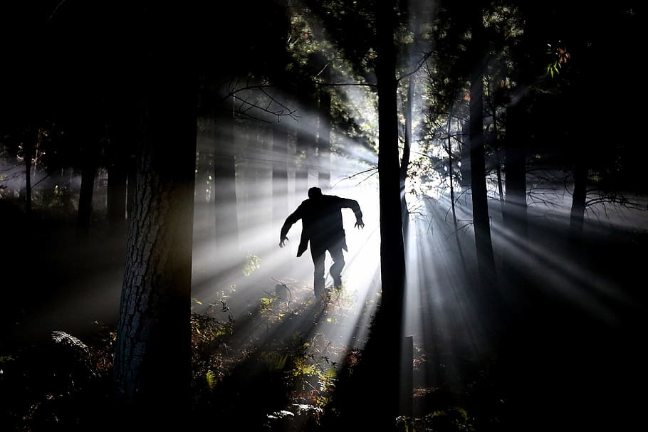crepuscular light passing through human figure in tree forest, HD wallpaper