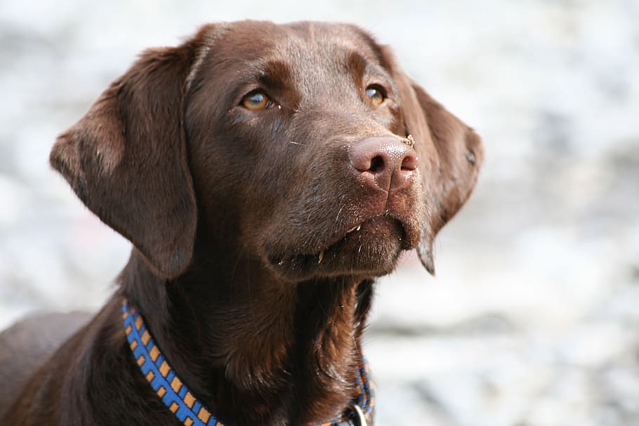 macro photography of adult brown dog, labrador, head, portrait HD wallpaper