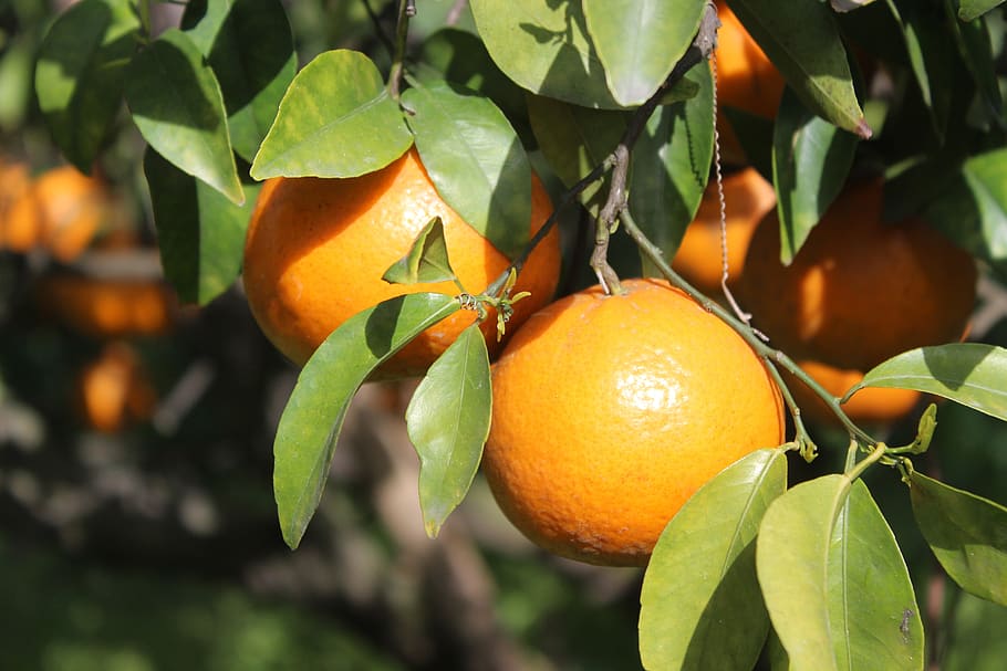 orange, garden, patiala, natural, green, colorful, yellow, leaf, HD wallpaper