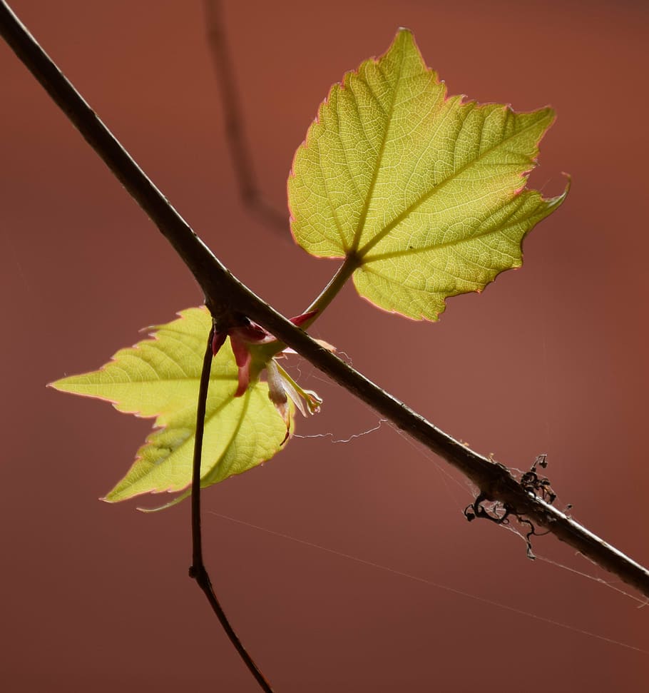 leaf, light, nature, sun, green, wine leaf, plant part, close-up HD wallpaper